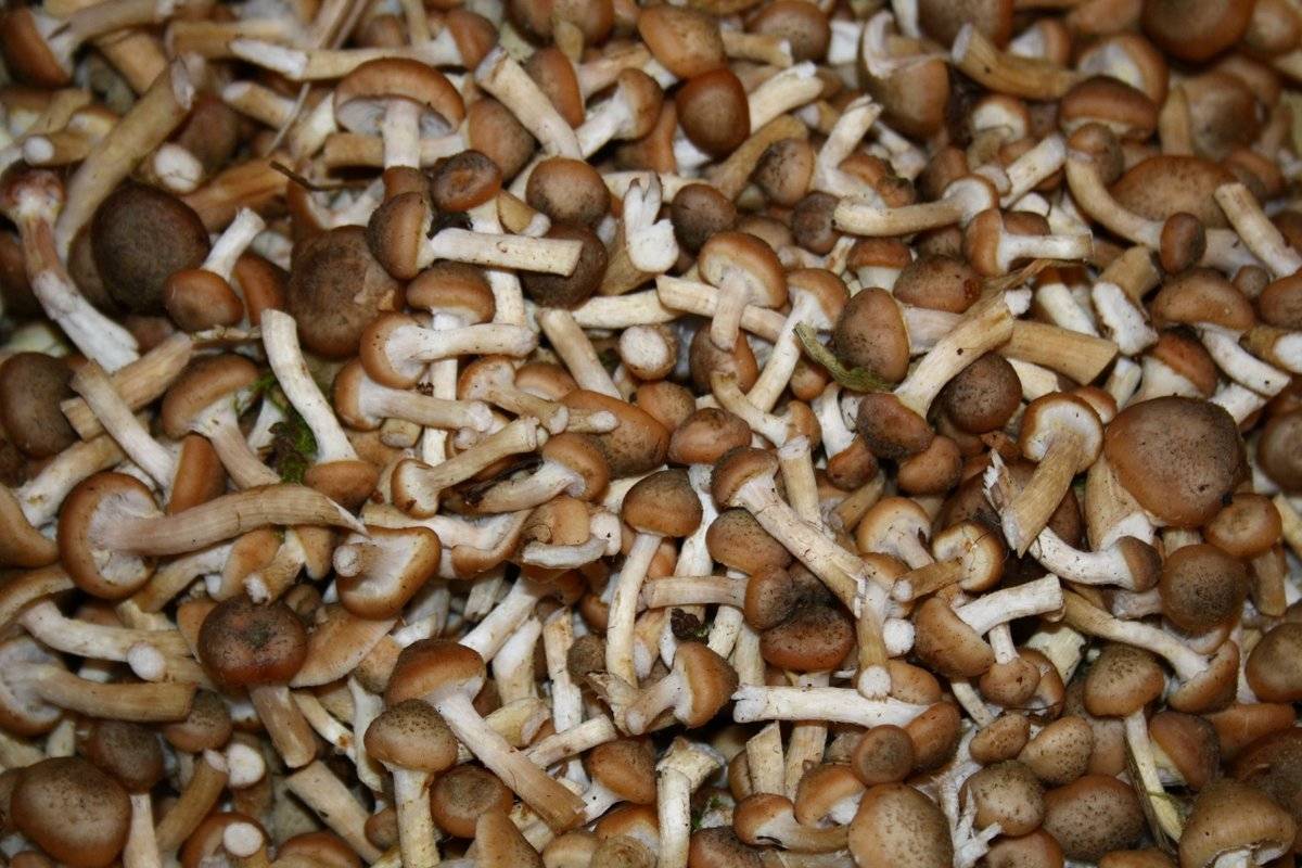 Виды грибов кубани в 2019 году - мыдачники