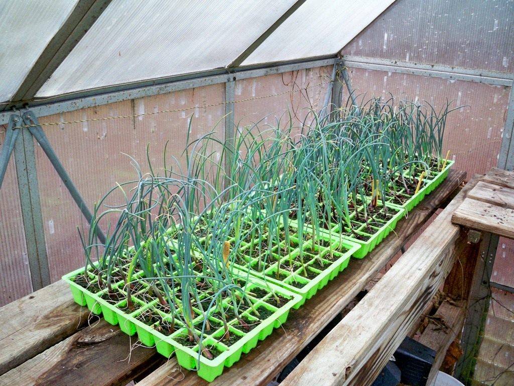 Как выращивать лук-порей