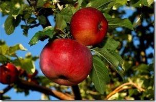 Характеристика раннезимней яблони сорта легенда