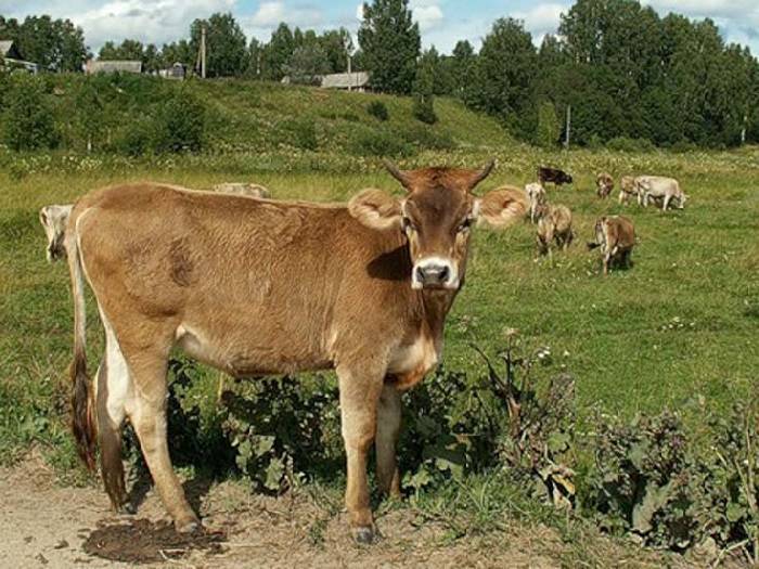 Костромская порода коров: характеристика, отзывы, советы
