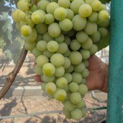 Виноград «одесский сувенир»