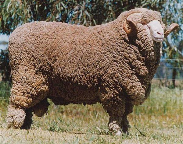 Порода овец меринос (27 фото): описание самой распространенной породы баранов в австралии, содержание австралийских и советских мериносов в россии, тонкости овцеводства