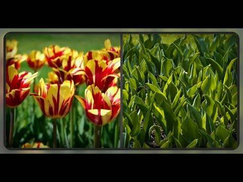 Почему не цветут тюльпаны? почему не цветут тюльпаны: что делать, если у цветка одни листья почему тюльпаны не набирают цвет.