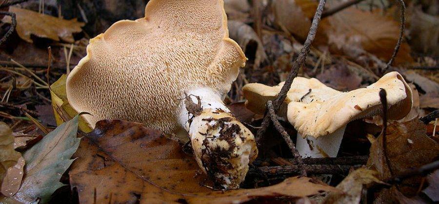 Пластинчатые грибы: фото съедобных с описанием