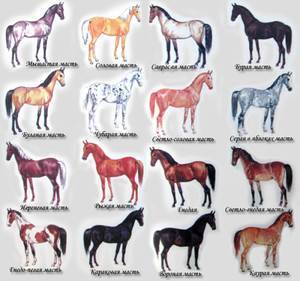 Каурый цвет лошади: особенность масти, происхождение, история каурых коней