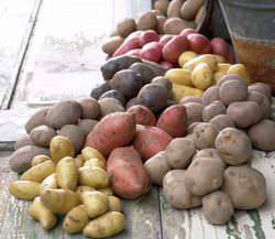 ᐉ подходящие сорта картофеля для северного региона - roza-zanoza.ru