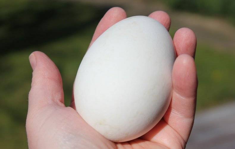 Гусиные яйца польза и вред как готовить - здоровое тело