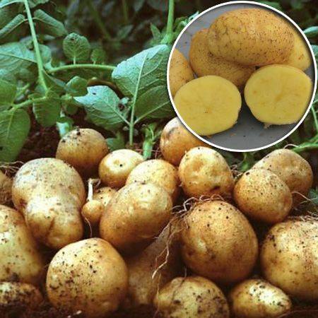 Картофель армада: характеристики сорта в таблице, сравнение, уход