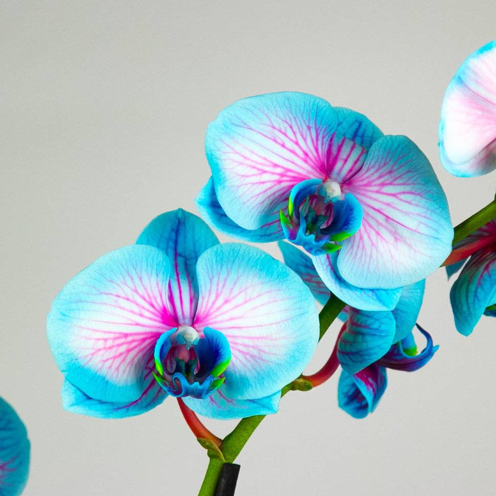 Белая орхидея фаленопсис — сорта и уход в домашних условиях