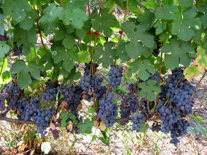 Топ сортов винограда раннего срока созревания