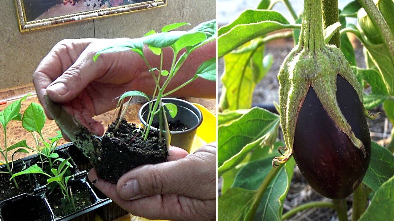 Как вырастить рассаду баклажанов в домашних условиях пошаговая инструкция, видео
