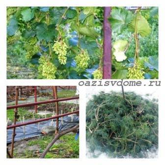 Подробное описание как укрыть виноград на зиму