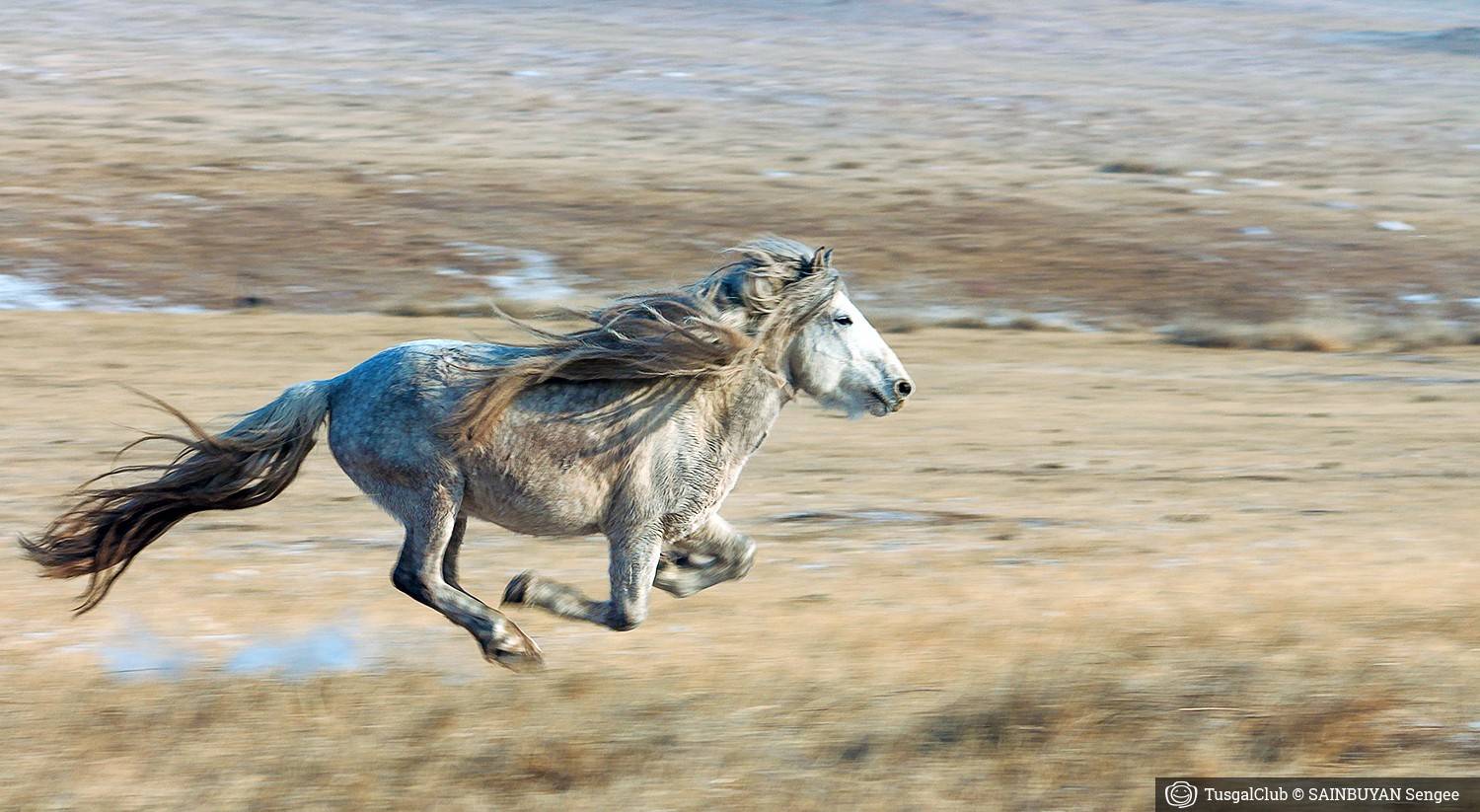Калмыцкая порода лошадей: описание и фото | мои лошадки