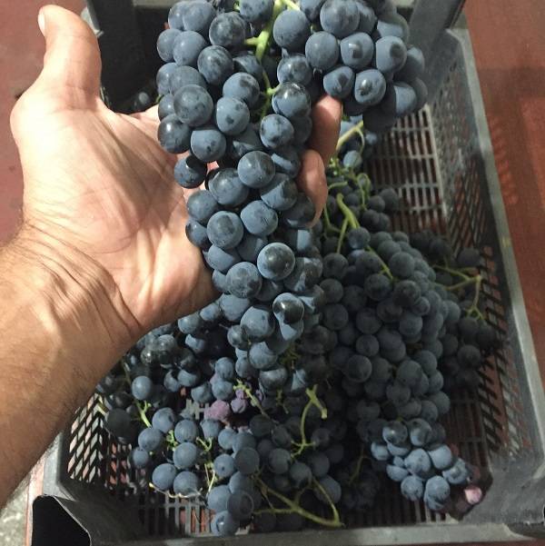 Виноград ливадийский черный: что нужно знать о нем, описание сорта, отзывы