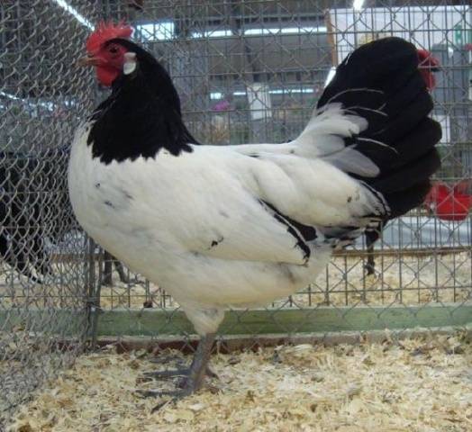 Лакенфельдер - необычная порода кур