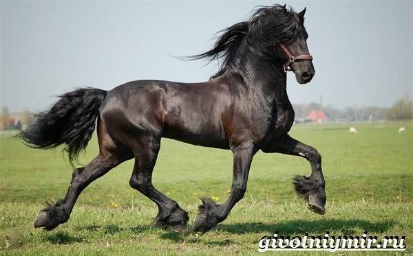 Фриз (фризская лошадь): описание породы