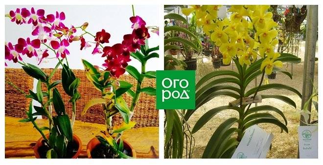 Правильный уход за орхидеями для новичков