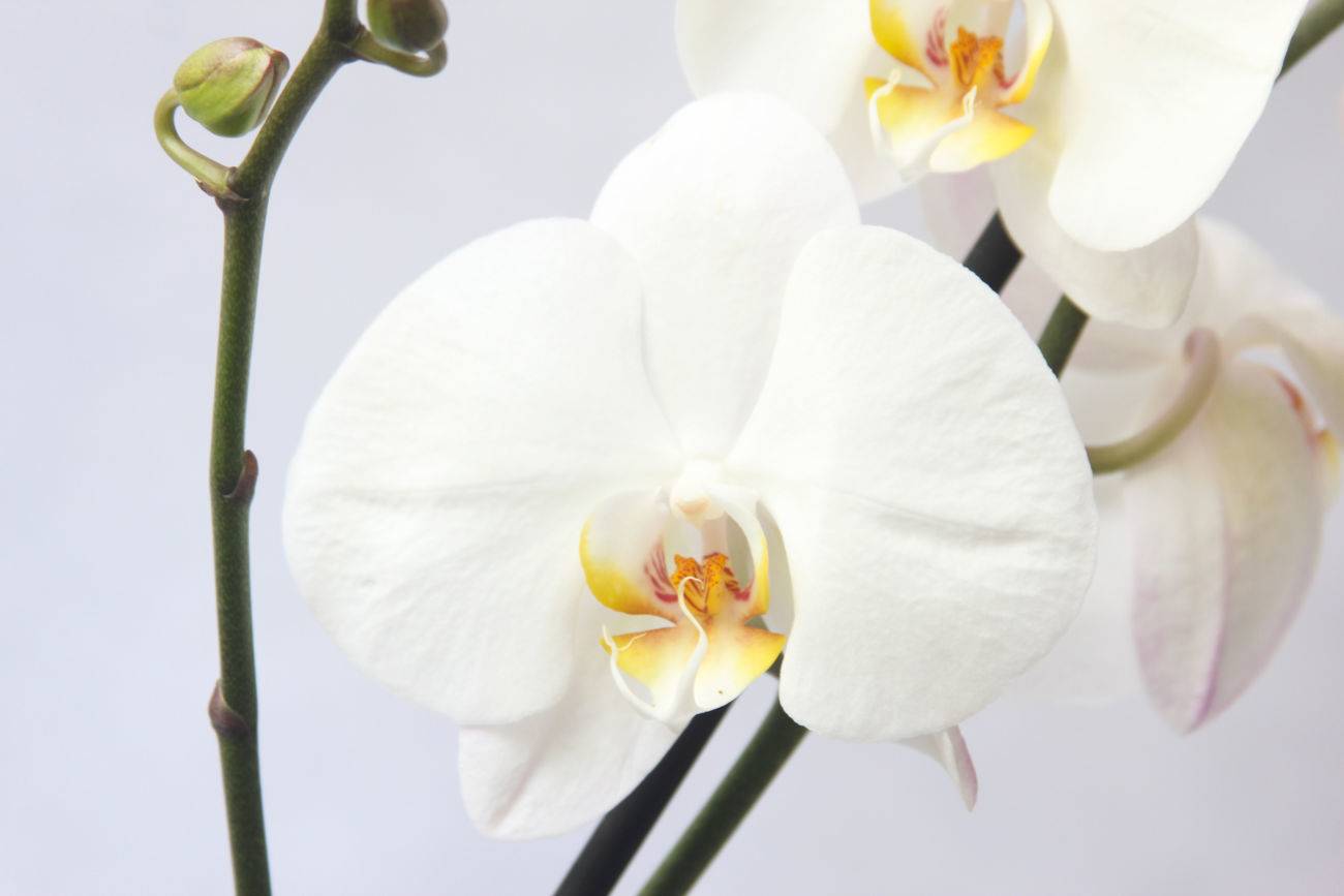 Синие орхидеи: крашеные или нет и бывают ли настоящие в природе, а также существуют ли они голубого цвета; есть ли смысл их покупать?