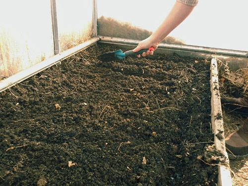 Какую почву любят огурцы и как подготовить землю к посадке: методы для теплицы и открытого грунта