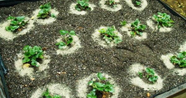 Подготовка почвы и формирование грядок для клубники весной