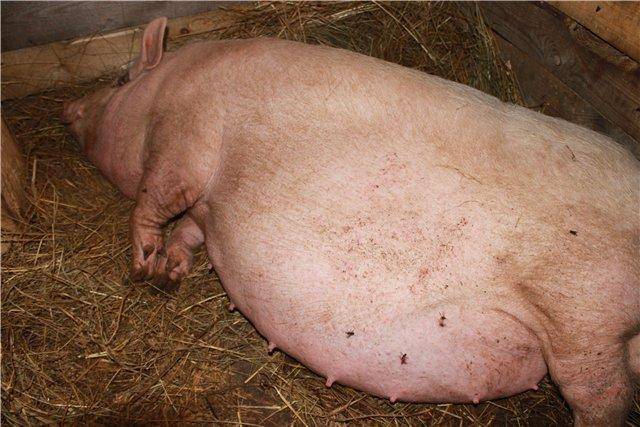 Свиноматка — особенности содержания, кормежка, секреты выращивания здоровых свиней и содержание их потомства (110 фото)