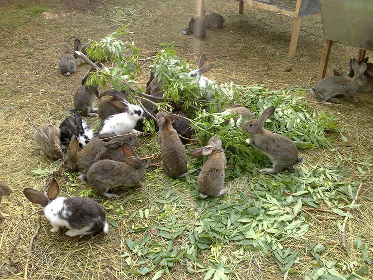 Разведение кроликов в домашних условиях для начинающих — от а до я