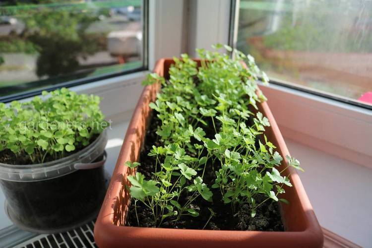 Петрушка на подоконнике. выращивание в домашних условиях, в квартире на окне, балконе, в горшке. подготовка и обработка семян