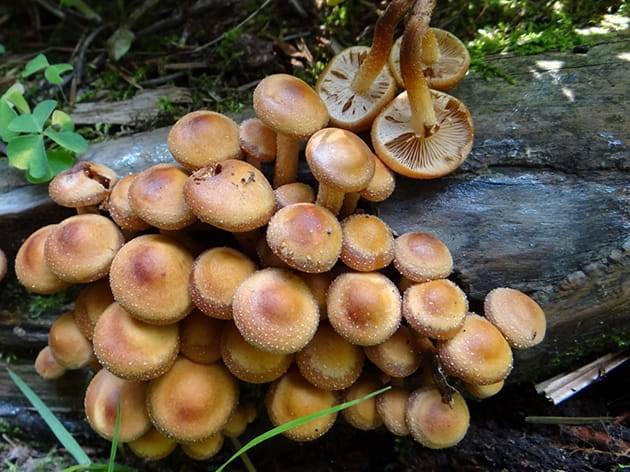 Какие грибы растут в октябре в беларуси