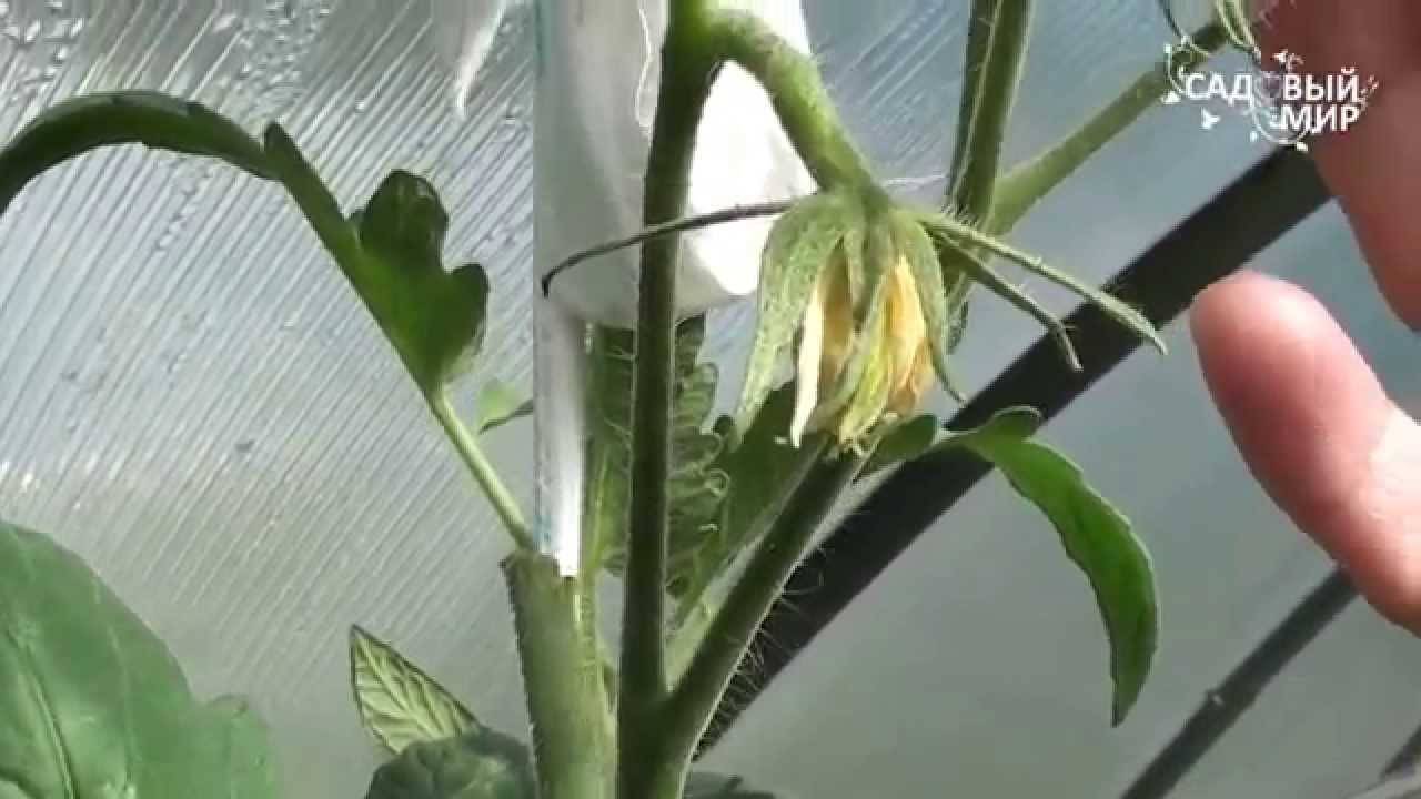Как ускорить созревание помидор в теплице – надёжные способы, которые приносят результат