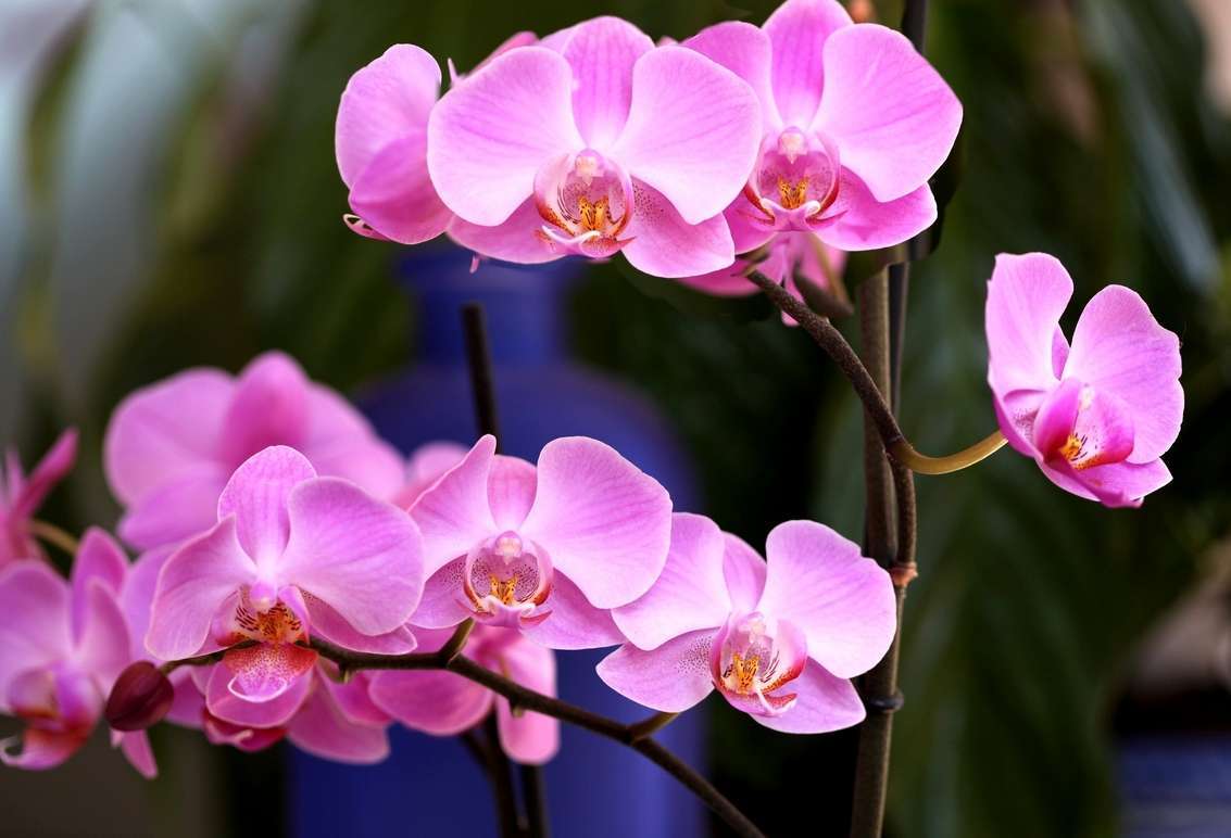 У орхидеи вянут листья, причины, и что делать для восстановление тургора