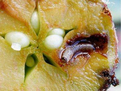 Когда опрыскивать яблони от плодожорки? - журнал "совхозик"