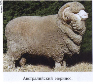 Порода овец меринос в австралии