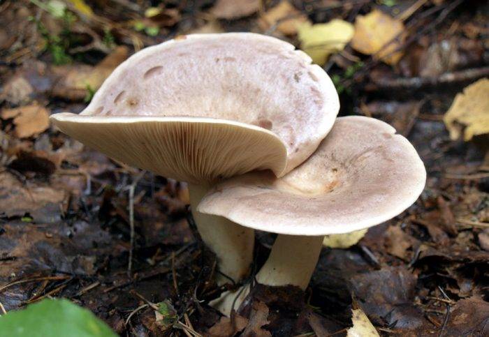 Ядовитые грибы: описание в таблице с фото, отличия от съедобных