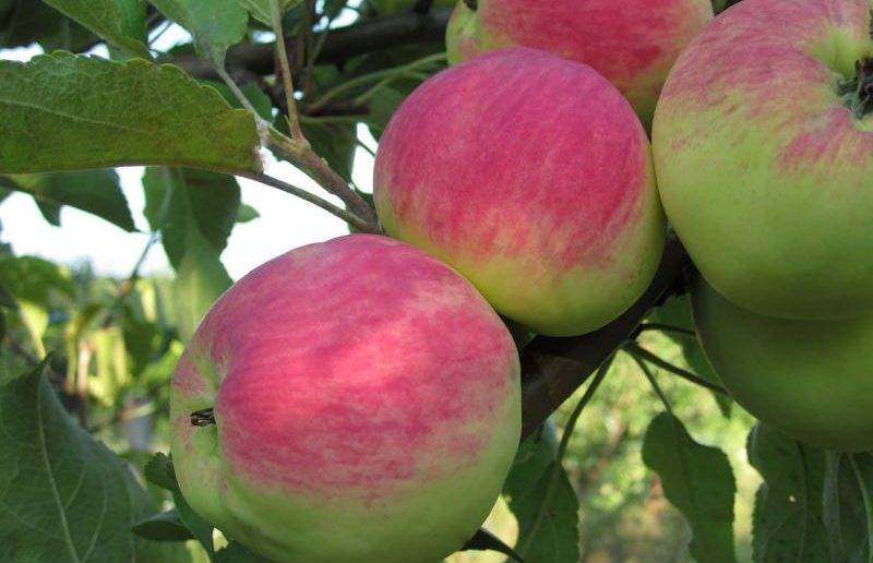 Яблоня «грушовка»: описание сорта, фото, отзывы