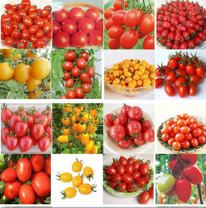 Лучшие сорта томатов для подмосковья.