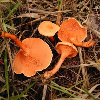 Почему грибы лисички так называются?