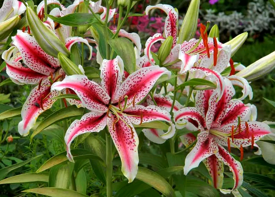Орхидея отцветает, что делать дальше: когда цветонос должен отцвести, как нужно ухаживать за цветком после цветения и когда это должно произойти