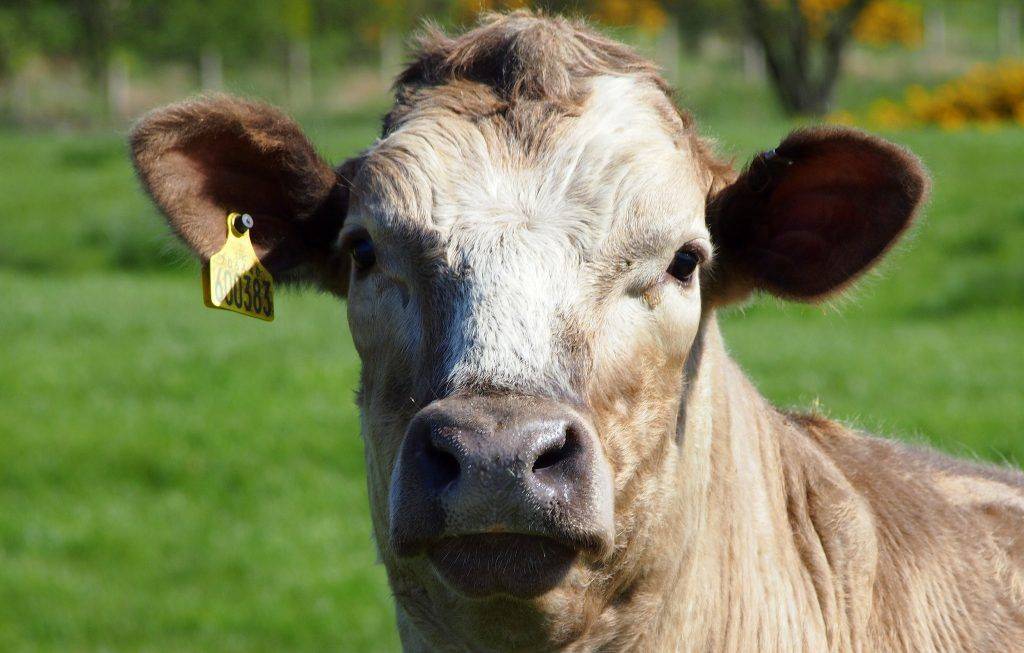 Что делать, если у коровы нет жвачки