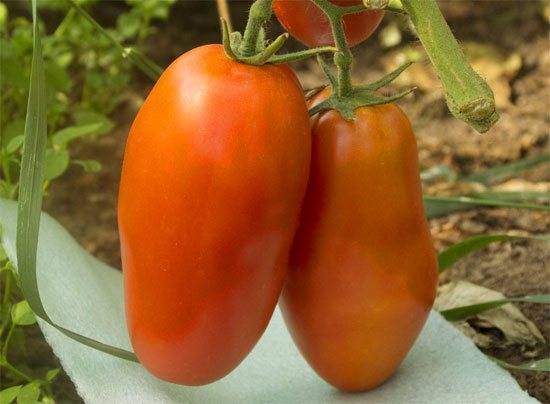 Томат медовый гигант: характеристика и описание оранжевого сорта, отзывы тех кто сажал помидоры об их урожайности, фото куста