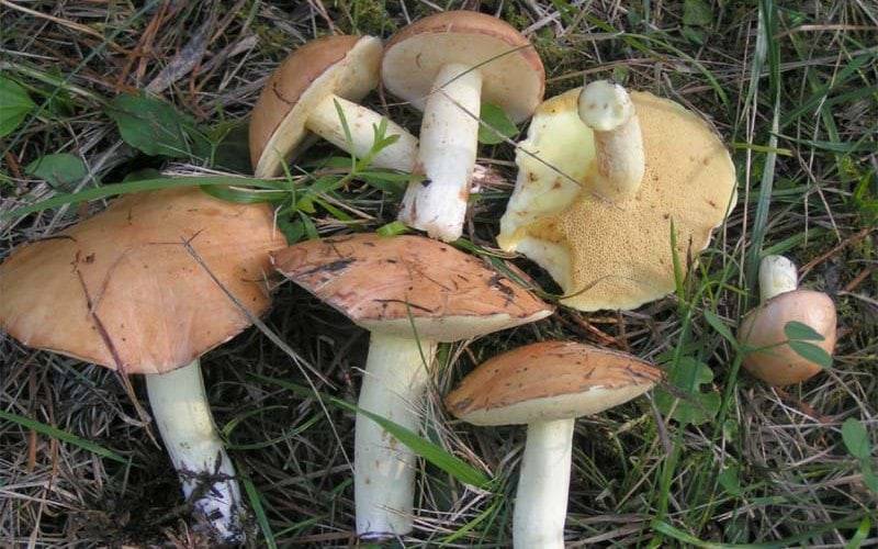 Сколько варить грибы? как варить сушеные и замороженные грибы?