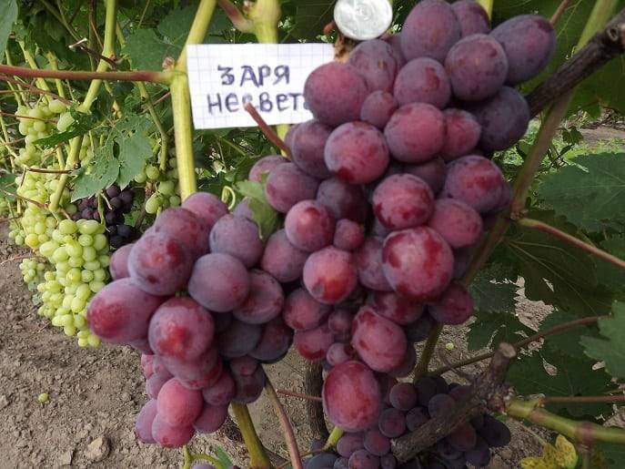 Виноград заря несветая: описание сорта и история, выращивание и уход