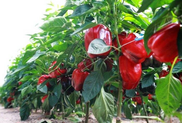 Посадка перца на рассаду: секреты выращивания полезного овоща