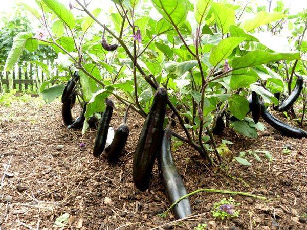 Как выращивать баклажаны в открытом грунте. высадка рассады, уход. фото — ботаничка.ru