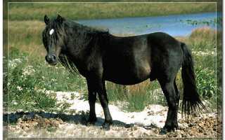 Канадская порода лошадей — описание и фото