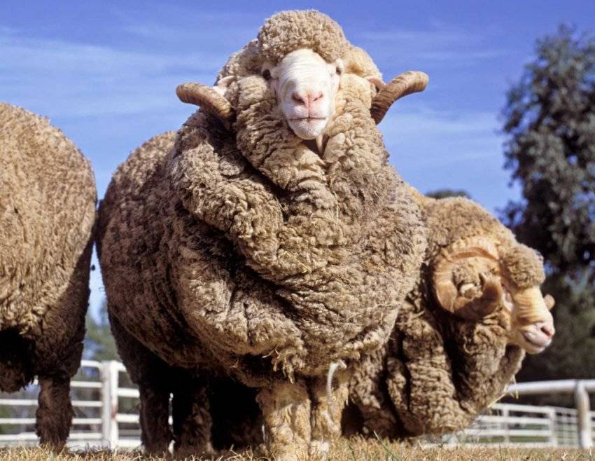 Обзор породы овец советский меринос: их фото и видео
обзор породы овец советский меринос: их фото и видео