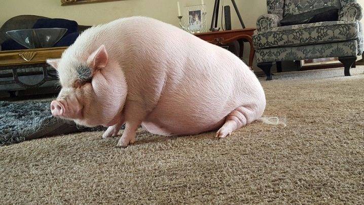 Вес свиньи: выход мяса свинины от живого веса, таблица среднего веса по размерам