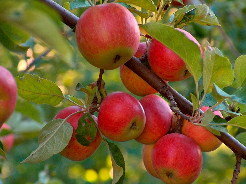 Чем обработать яблони осенью от болезней и вредителей