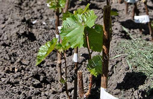Проращивание и укоренение черенков винограда: как правильно посадить и вырастить виноград из черенка