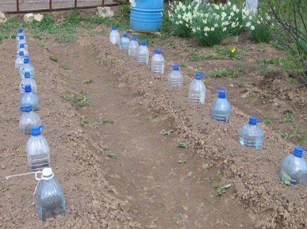 Посадка огурцов в 5 литровых бутылках: правила выращивания и ухода