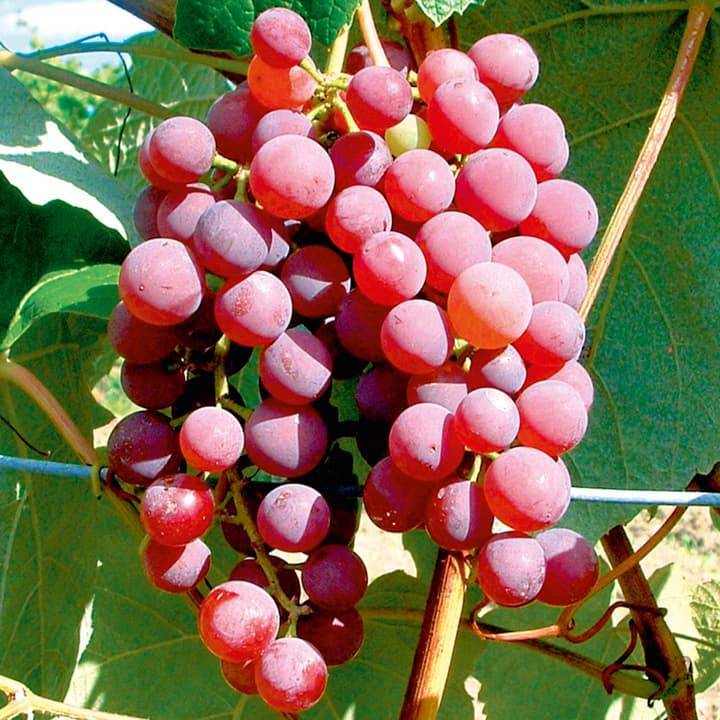 Кишмиш красный туркменский — виноград